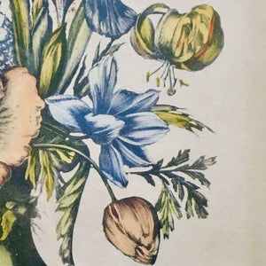 19th Century Engraving of Nicholas Roberts Botanical Painting Engraving Antique 