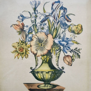 19th Century Engraving of Nicholas Roberts Botanical Painting Engraving Antique 