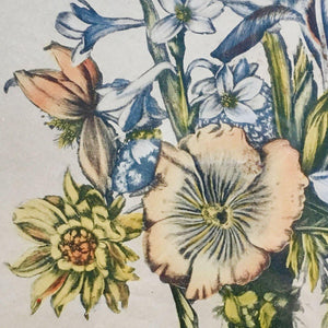 19th Century Engraving of Nicholas Roberts Botanical Painting Engraving Antique 